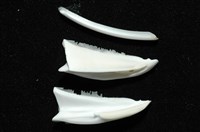 石筆海膽(鉛筆海膽)藏品圖，第14張