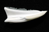 石筆海膽(鉛筆海膽)藏品圖，第15張