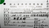 石筆海膽(鉛筆海膽)藏品圖，第16張