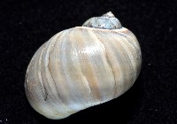 小灰玉螺藏品圖，第3張