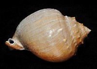 飴色鬘螺藏品圖，第3張