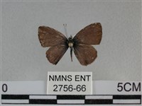 波灰蝶藏品圖，第1張