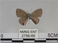 波灰蝶藏品圖，第2張