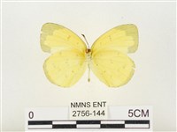 淡色黃蝶藏品圖，第2張