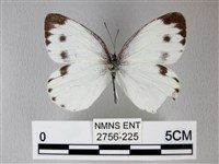 緣點白粉蝶藏品圖，第1張