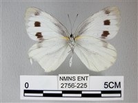 緣點白粉蝶藏品圖，第2張