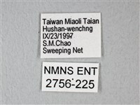 緣點白粉蝶藏品圖，第3張