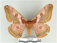 綠目天蠶蛾藏品圖，第1張