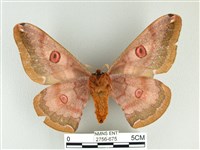 綠目天蠶蛾藏品圖，第2張