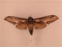 臺灣鋸翅天蛾藏品圖，第1張