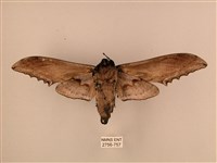 臺灣鋸翅天蛾藏品圖，第2張