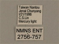 臺灣鋸翅天蛾藏品圖，第3張