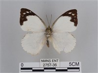 雲紋尖粉蝶藏品圖，第1張