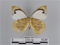 雲紋尖粉蝶藏品圖，第2張