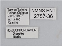 雲紋尖粉蝶藏品圖，第3張