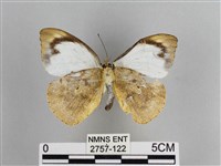 雲紋尖粉蝶藏品圖，第2張