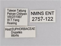 雲紋尖粉蝶藏品圖，第3張