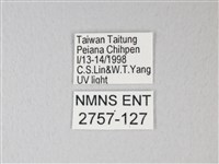 臺灣卵翅蛾藏品圖，第3張