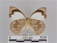 雲紋尖粉蝶藏品圖，第2張