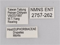 雲紋尖粉蝶藏品圖，第3張