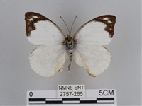 雲紋尖粉蝶藏品圖，第1張