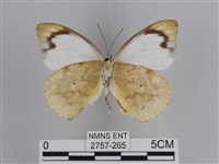 雲紋尖粉蝶藏品圖，第2張