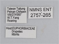 雲紋尖粉蝶藏品圖，第3張