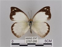 雲紋尖粉蝶藏品圖，第1張