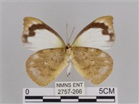 雲紋尖粉蝶藏品圖，第2張