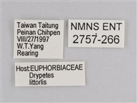 雲紋尖粉蝶藏品圖，第3張