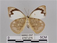 雲紋尖粉蝶藏品圖，第2張