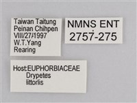 雲紋尖粉蝶藏品圖，第3張