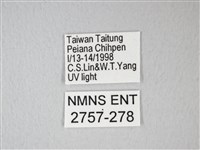 臺灣卵翅蛾藏品圖，第3張