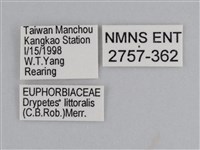 雲紋尖粉蝶藏品圖，第3張