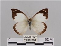 雲紋尖粉蝶藏品圖，第1張