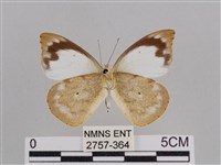 雲紋尖粉蝶藏品圖，第2張