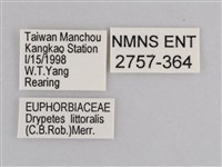 雲紋尖粉蝶藏品圖，第3張