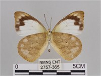 雲紋尖粉蝶藏品圖，第2張