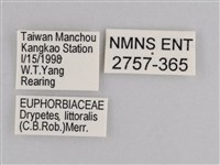 雲紋尖粉蝶藏品圖，第3張