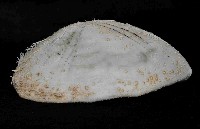 大脆心形海膽藏品圖，第2張