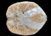 大脆心形海膽藏品圖，第3張