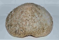 大脆心形海膽藏品圖，第2張