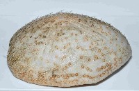 大脆心形海膽藏品圖，第3張