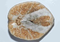 大脆心形海膽藏品圖，第4張