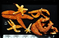 呂宋棘海星藏品圖，第1張