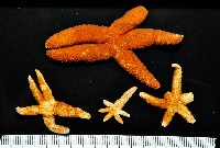 呂宋棘海星藏品圖，第2張
