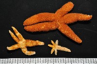 呂宋棘海星藏品圖，第3張