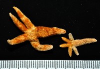 呂宋棘海星藏品圖，第4張