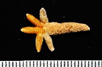 呂宋棘海星藏品圖，第5張