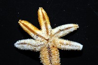 呂宋棘海星藏品圖，第7張